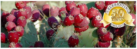 Cheri's desert harvest
